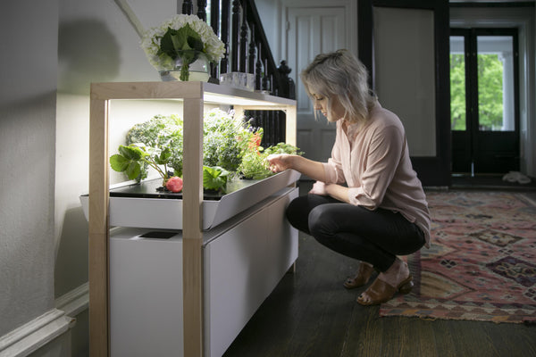 Hydroponic Mint Growing Guide: From Setup to Harvest | Rise Gardens