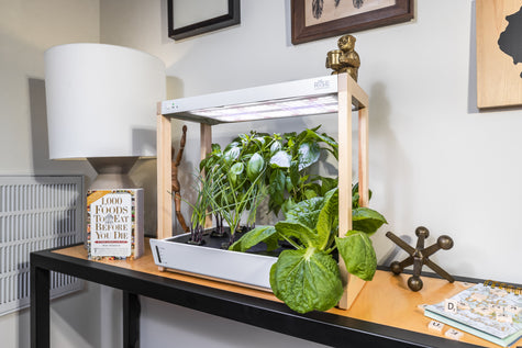 Growing Microgreens Hydroponically at Home: The Complete Guide | Rise Gardens