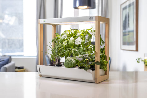 Homegrown Herb Tea Blends and Recipes From Your Indoor Garden | Rise Gardens
