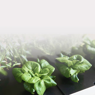 5 Tips for Successful Indoor Gardening