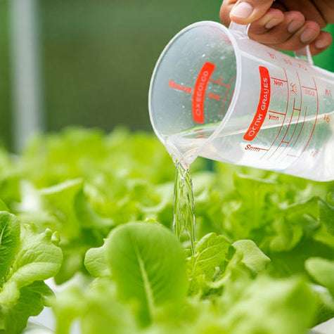 Hydroponic Plant Food: What You Need to Know - Hydroponics | Rise Gardens