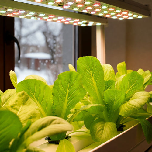 Growing Plants Year-Round with Hydroponic Indoor Gardens - Hydroponics | Rise Gardens