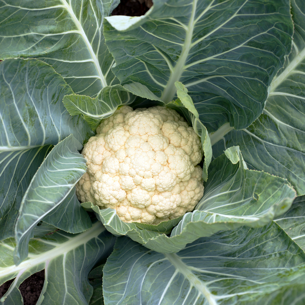 7 Ways to Use Baby Cauliflower | Rise Gardens
