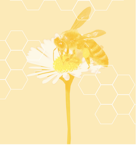 Grow a Bee Friendly Garden - Sustainability | Rise Gardens