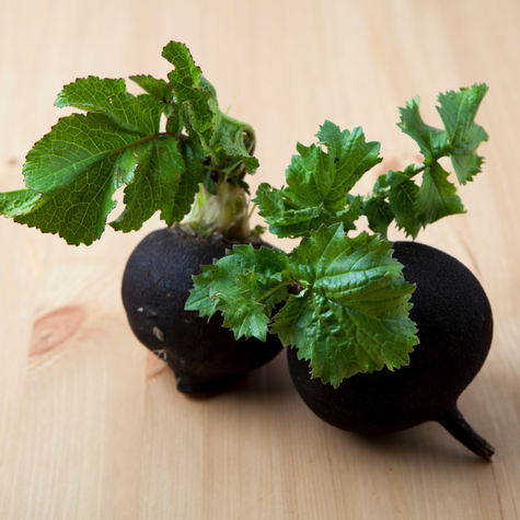 Black radish Risegardens