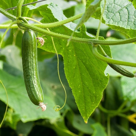 All About Cucumbers: From Origins to Uses - Gardening Tips | Rise Gardens