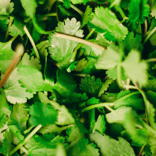 All about Cilantro