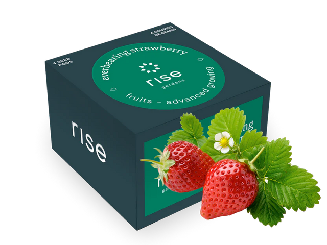 Rise Strawberries 101