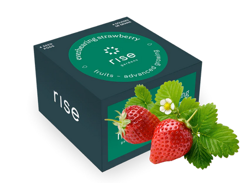 Rise Strawberries 101 - Gardening Tips | Rise Gardens