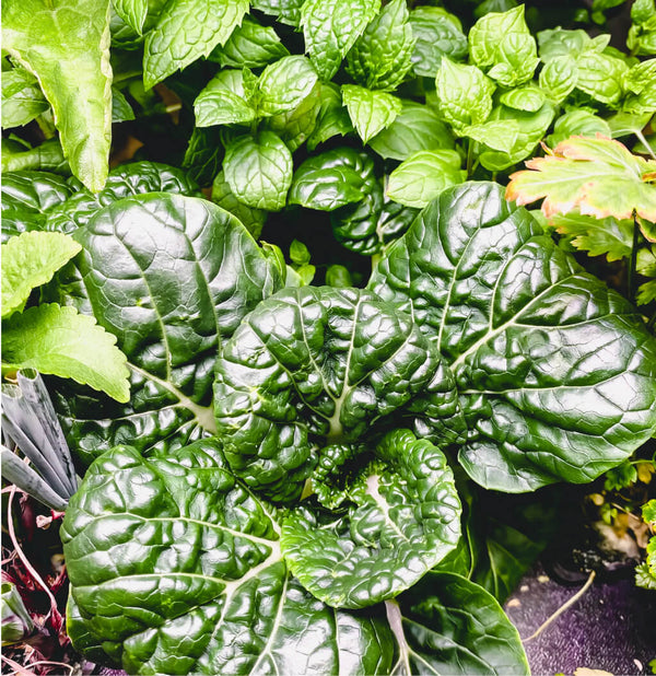 Lush green spinach and mint