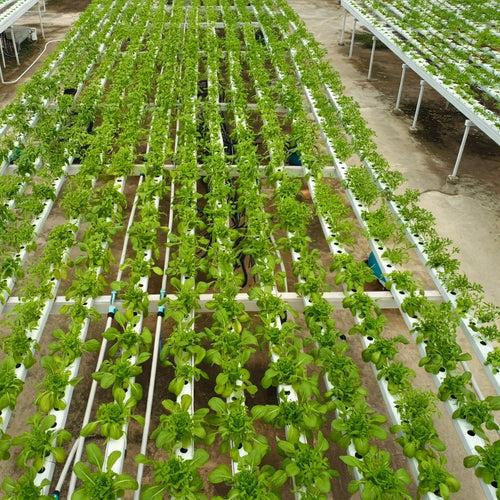 Hydroponic System Types: The Ultimate Guide for Modern Growers - Hydroponics | Rise Gardens