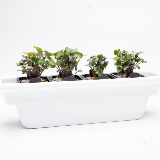 5 Reasons You Should Be Growing Microgreens at Home