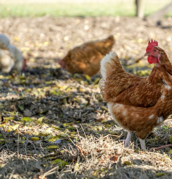 How to Make Chicken Coop Potpourri at Home