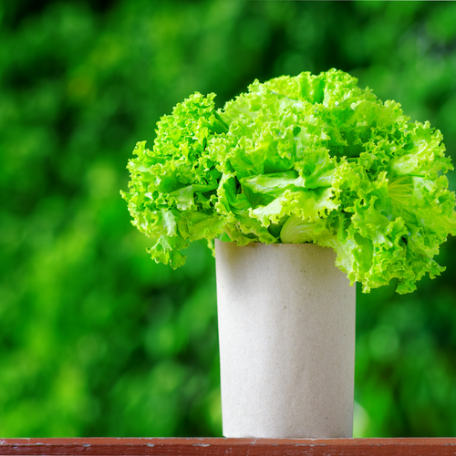 How to Grow Lettuce Indoors