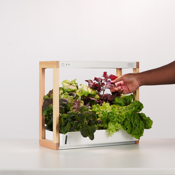 Your Complete Guide to Choosing an Indoor Hydroponic Garden - Lifestyle,Sustainability | Rise Gardens