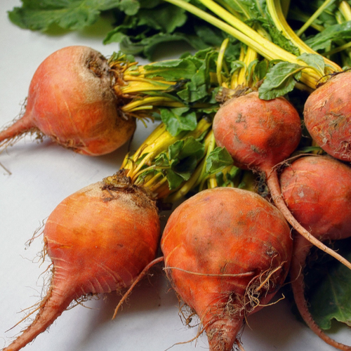 All About Touchstone Gold Beets