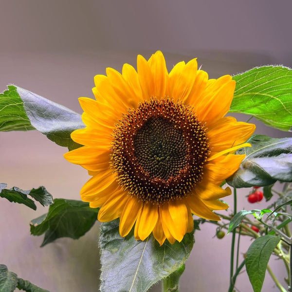 All about Sunny Sunflowers - Gardening Tips | Rise Gardens
