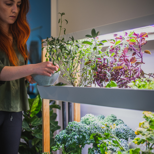 The Best Places to Put Your Rise Garden