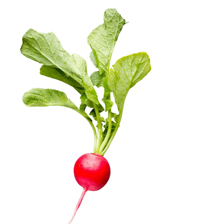 5 Reasons to Start Growing Radishes