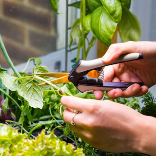 Seed Pods: Ultimate Guide to Unlocking Nature's Hidden Plant Wonders