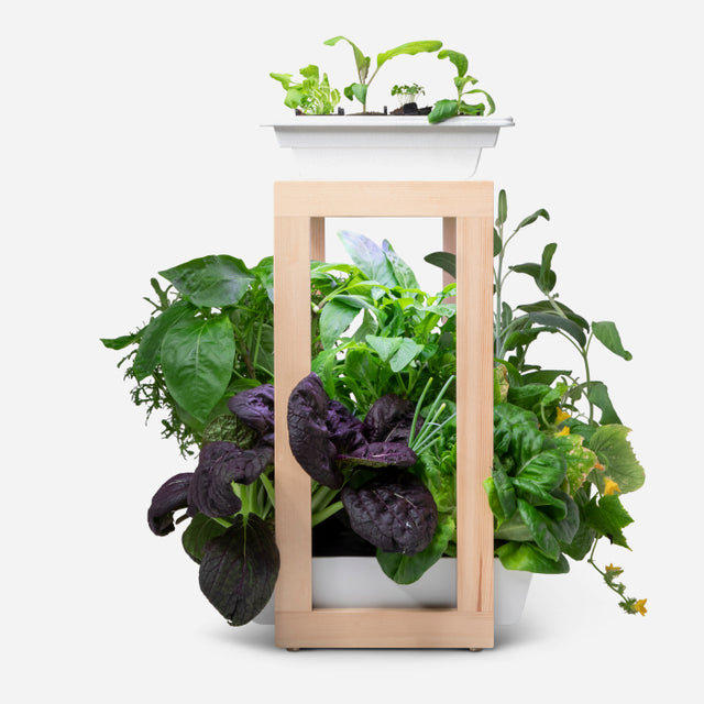 Top 10 Questions about the New Personal Garden