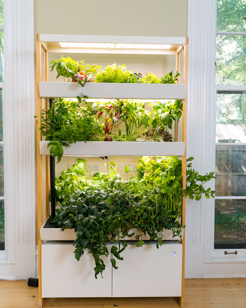 Use this Guide to Grow $3,000 of Produce a Year