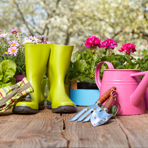 7 Reasons Why You Should Start Your Outdoor Garden Indoors - Gardening Tips | Rise Gardens