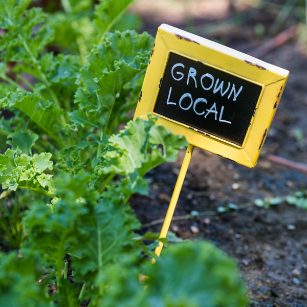 5 Methods for Urban Gardening - Gardening Tips,Lifestyle | Rise Gardens