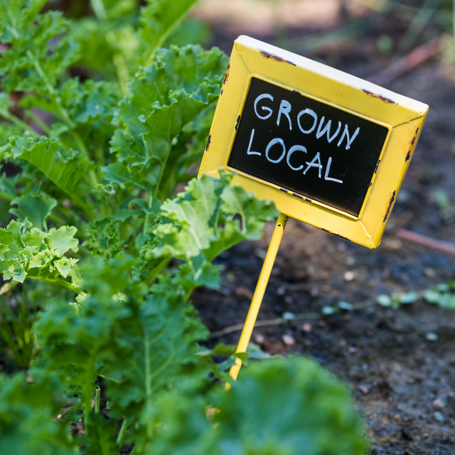 5 Methods for Urban Gardening