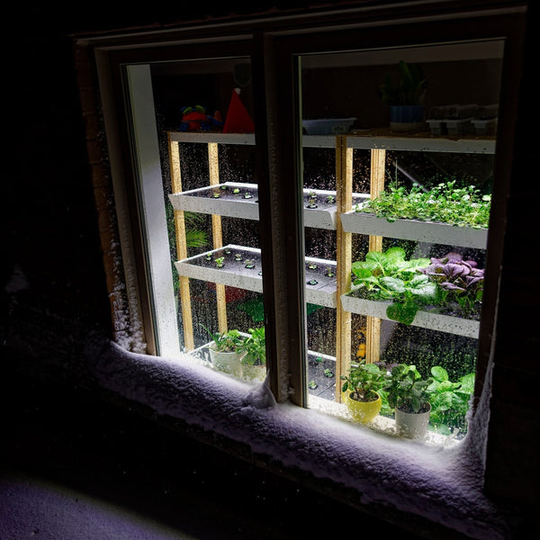 Bringing Fresh Produce to Alaska: How Rise Gardens Can Help Alaskans Grow Year-Round - General,Lifestyle | Rise Gardens