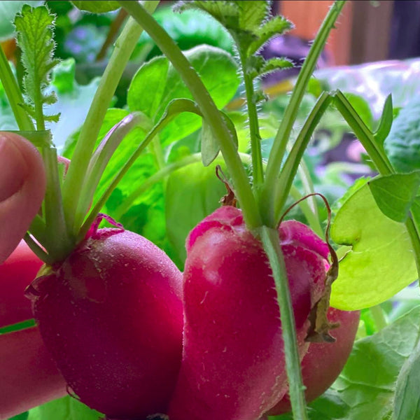 All about radishes - Gardening Tips | Rise Gardens