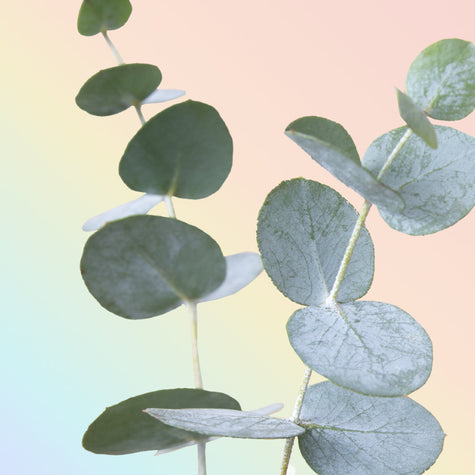 Elevate Your Winter Wellness with  Rise Eucalyptus - Lifestyle | Rise Gardens