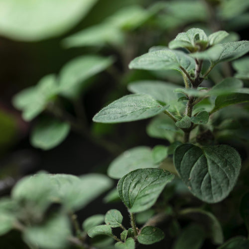 All About Hydroponically Grown Herbs: From Origins to Uses