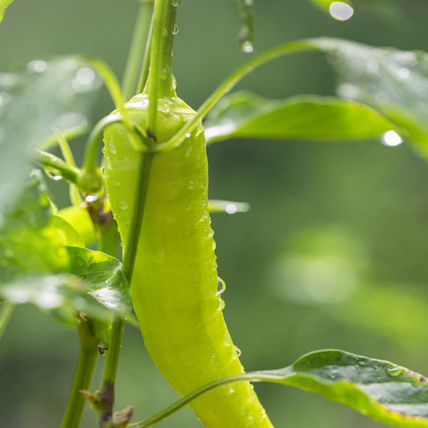 Banana Pepper: Your Winter Culinary Companion - Lifestyle,Recipes | Rise Gardens