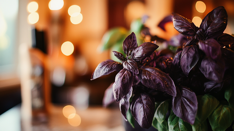 Hydroponic Purple Basil: What You Need To Know
