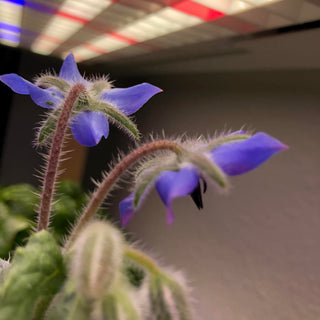 All About Butterfly Friend Borage