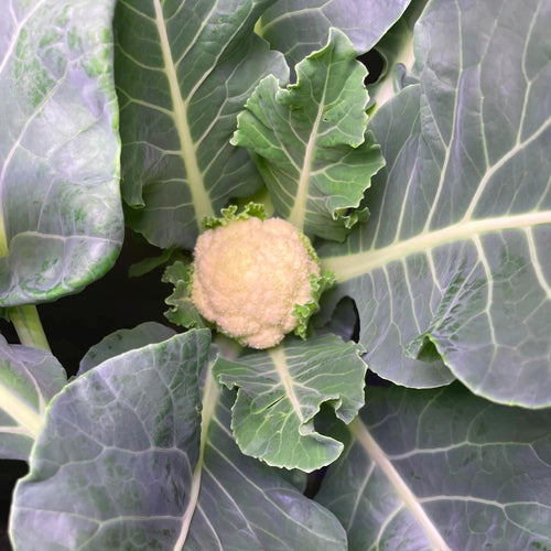 Mini Cauliflower: A Small Wonder for Your Indoor Garden