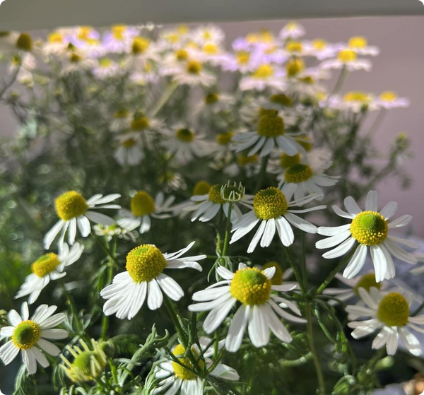 Close-up of white chamomile flowers