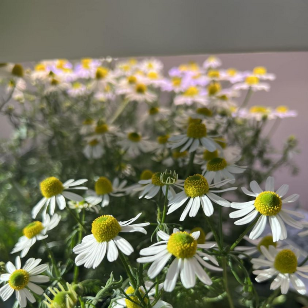 A Beginner's Guide to Flower Gardening in Your Personal Rise Garden - Gardening Tips | Rise Gardens