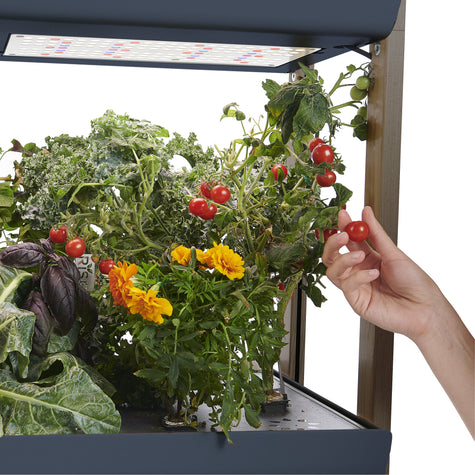 Hand harvesting fresh cherry tomatoes