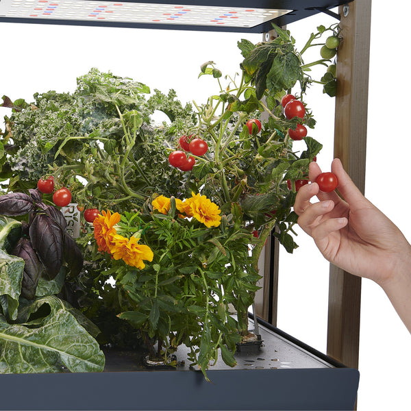 Hand picking fresh red tomatoes