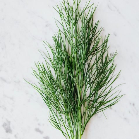 All About Fernleaf Dill