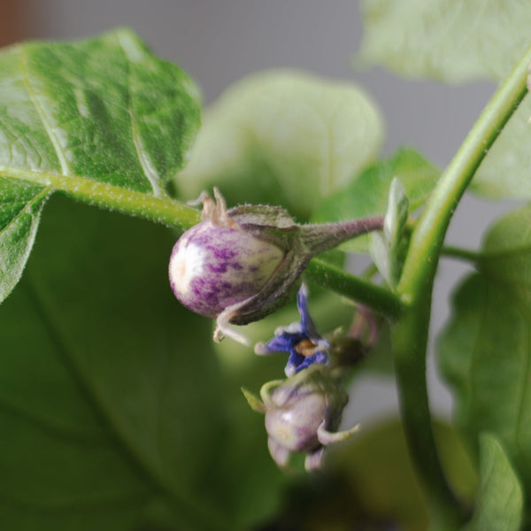 All About Baby Eggplants - Gardening Tips,Recipes | Rise Gardens