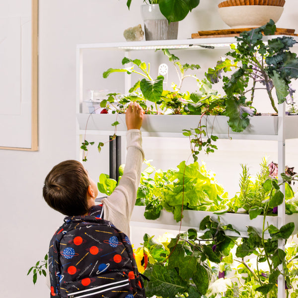 Child tending indoor garden plants