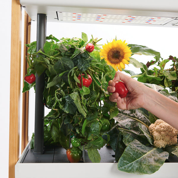 Hand harvesting fresh red peppers