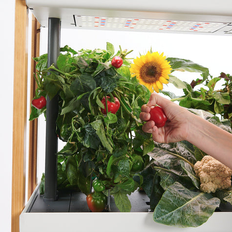 Hand harvesting fresh red peppers