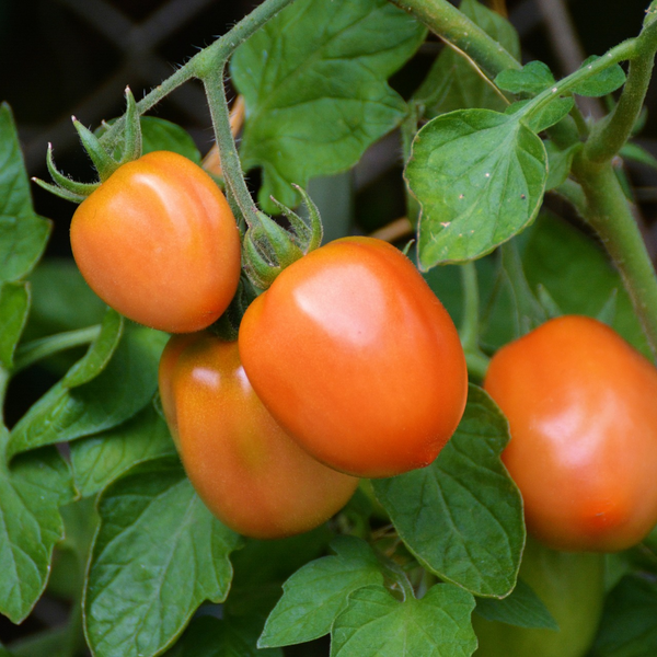 Year-Round Harvests Made Easy: Discover the Power of Rise Roma - Lifestyle | Rise Gardens