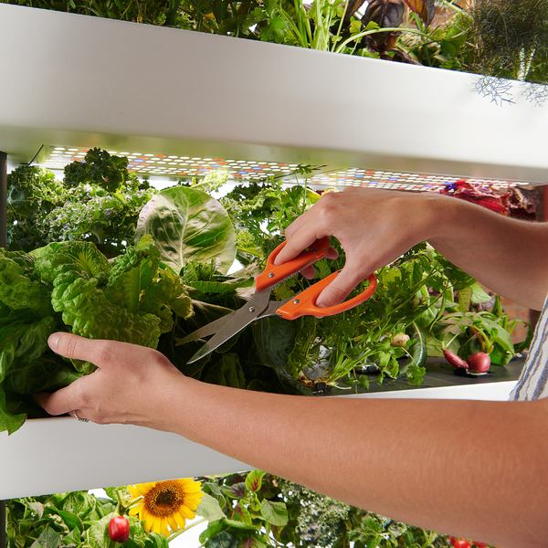How to Determine which Rise Garden is Right for You - Lifestyle | Rise Gardens