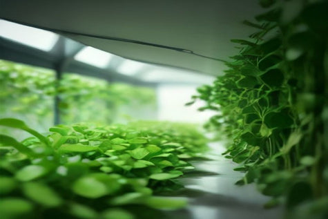 Growing Watercress Hydroponically at Home: The Complete Guide