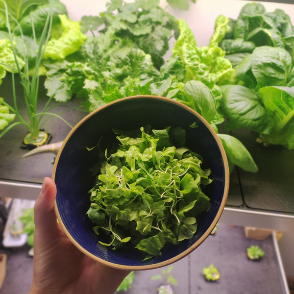 Why to Live Garden to Table - Lifestyle,Wellness | Rise Gardens